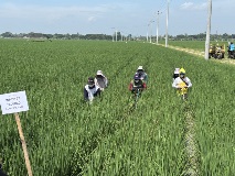 From Pilot to Purchase: Building the Market for Sustainable Rice in Asia