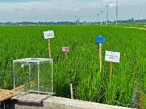 Rice paddy in Grobogan, Central Java, site of a sustainable rice trial in Indonesia